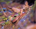 Brown snake at the grass near rock Royalty Free Stock Photo