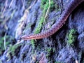 Brown snake at the grass near rock Royalty Free Stock Photo