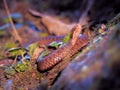 Brown snake at the grass near rock Royalty Free Stock Photo