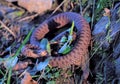 Brown snake at the grass near rock Royalty Free Stock Photo