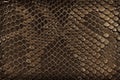 Brown snake skin, as background. Reptile Royalty Free Stock Photo