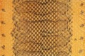 Brown snake skin texture, as background. Natural reptile leather. Royalty Free Stock Photo