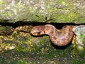 Brown Snake (Storeria dekayi) Royalty Free Stock Photo