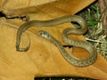 Brown Snake (Storeria dekayi)