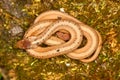 Brown Snake (Storeria dekayi) Royalty Free Stock Photo