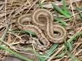 Brown Snake (Storeria dekayi) Royalty Free Stock Photo