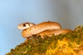 Brown Snake (Storeria dekayi)