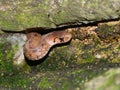 Brown Snake (Storeria dekayi) Royalty Free Stock Photo