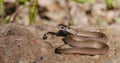 Brown snake - Storeria dekayi - Royalty Free Stock Photo