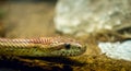 Brown snake in terrarium in zoo Royalty Free Stock Photo