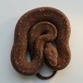 A brown snake is tightly coiled on a flat, neutral surface. Its scales Royalty Free Stock Photo