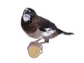 Brown Society Finch bird on white background