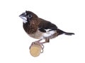 Brown Society Finch bird on white background Royalty Free Stock Photo