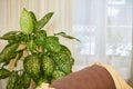 A brown sofa with beige capes in a living room with a flower and a window with curtains. Interior and Home decor