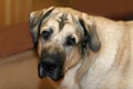 Brown spanish mastiff close-up