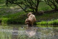 Brown Spanish Water Dog on green grass Royalty Free Stock Photo