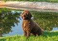 Brown Spanish Water Dog on green grass