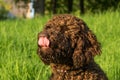 Brown Spanish Water Dog on green grass outdoor Royalty Free Stock Photo