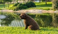 Brown Spanish Water Dog on green grass outdoor Royalty Free Stock Photo