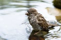 Brown Sparrow Royalty Free Stock Photo