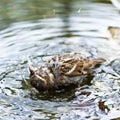 Brown sparrow Royalty Free Stock Photo