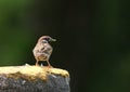 Brown Sparrow Royalty Free Stock Photo