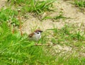 Brown sparrow bird Royalty Free Stock Photo