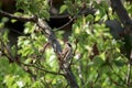 A brown sparrow eating on a tree Royalty Free Stock Photo