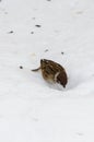 Sparrow eats seeds on the snow