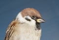 Brown sparrow closeup Royalty Free Stock Photo