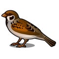 Brown Sparrow isolated on a white background. Vector cartoon close-up illustration.