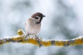 Brown sparrow male bird on tree twig in winter time Royalty Free Stock Photo