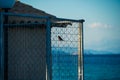 Brown Sparrow Sits On Gray Metal Fence Against Background Of Blue Ionian Sea, Balkan Mountains And Sky With Clouds Greece, Royalty Free Stock Photo