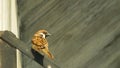 Brown sparrows bird perch on a metal pipe Royalty Free Stock Photo