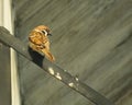 Brown sparrows bird perch on a metal pipe Royalty Free Stock Photo