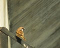 Brown sparrows bird perch on a metal pipe Royalty Free Stock Photo