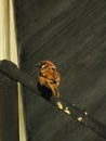 Brown sparrows bird perch on a metal pipe Royalty Free Stock Photo