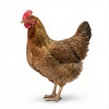 brown speckled hen standing upright, casting a subtle shadow Royalty Free Stock Photo