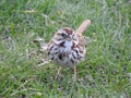 Brown speckled sparrow standing in the grass