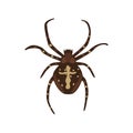 Brown spider Araneus sign