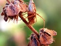 Brown spider camouflage in dried leaf