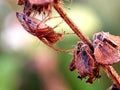 Brown spider camouflage in dried leaf