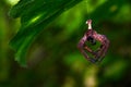 Brown spider is on the cobweb Royalty Free Stock Photo