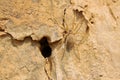 Spider and loess Royalty Free Stock Photo