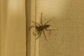 A brown spider crawled behind the curtain