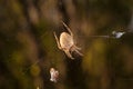 Brown spider Eriophora, a genus of orb-weaver spiders in its cobweb on forest background. Wildlife, insects world. Soft focused Royalty Free Stock Photo