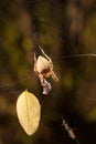 Brown spider Eriophora, a genus of orb-weaver spiders in its cobweb. Wildlife, insects world. Soft focused vertical macro Royalty Free Stock Photo