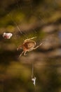 Brown spider Eriophora, a genus of orb-weaver spiders in its cobweb. Wildlife, insects world. Soft focused vertical macro Royalty Free Stock Photo