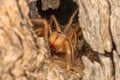 the brown spider is in the hole of a tree branch Royalty Free Stock Photo
