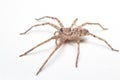 Brown spider isolated on white background close-up Royalty Free Stock Photo